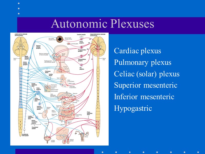 Autonomic Plexuses Cardiac plexus Pulmonary plexus Celiac (solar) plexus Superior mesenteric Inferior mesenteric Hypogastric